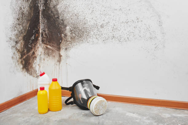 Best Residential Mold Removal  in Eufaula, AL