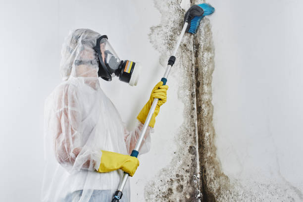 Best Professional Mold Removal  in Eufaula, AL