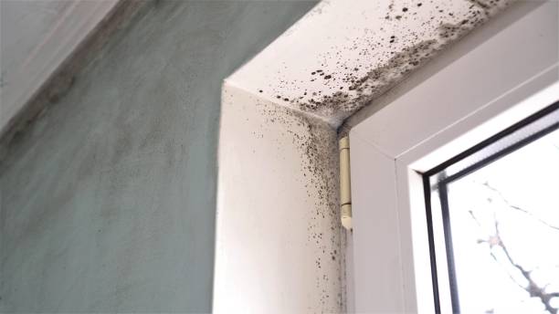 Best Office Mold Removal Services  in Eufaula, AL