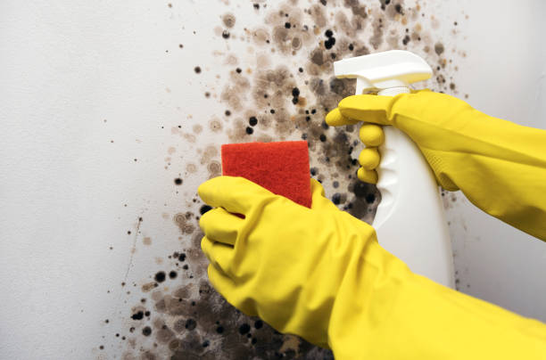 Best Emergency Mold Removal  in Eufaula, AL
