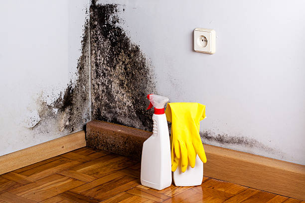 Best Professional Mold Removal  in Eufaula, AL