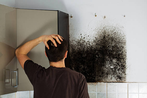 Professional Mold Removal in Eufaula, AL