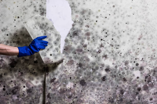 Office Mold Removal Services in Eufaula, AL