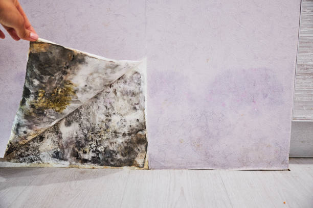 Best Toxic Mold Removal  in Eufaula, AL